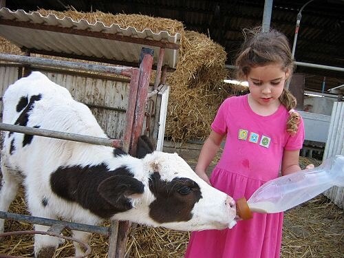 שביל פרות החלב
